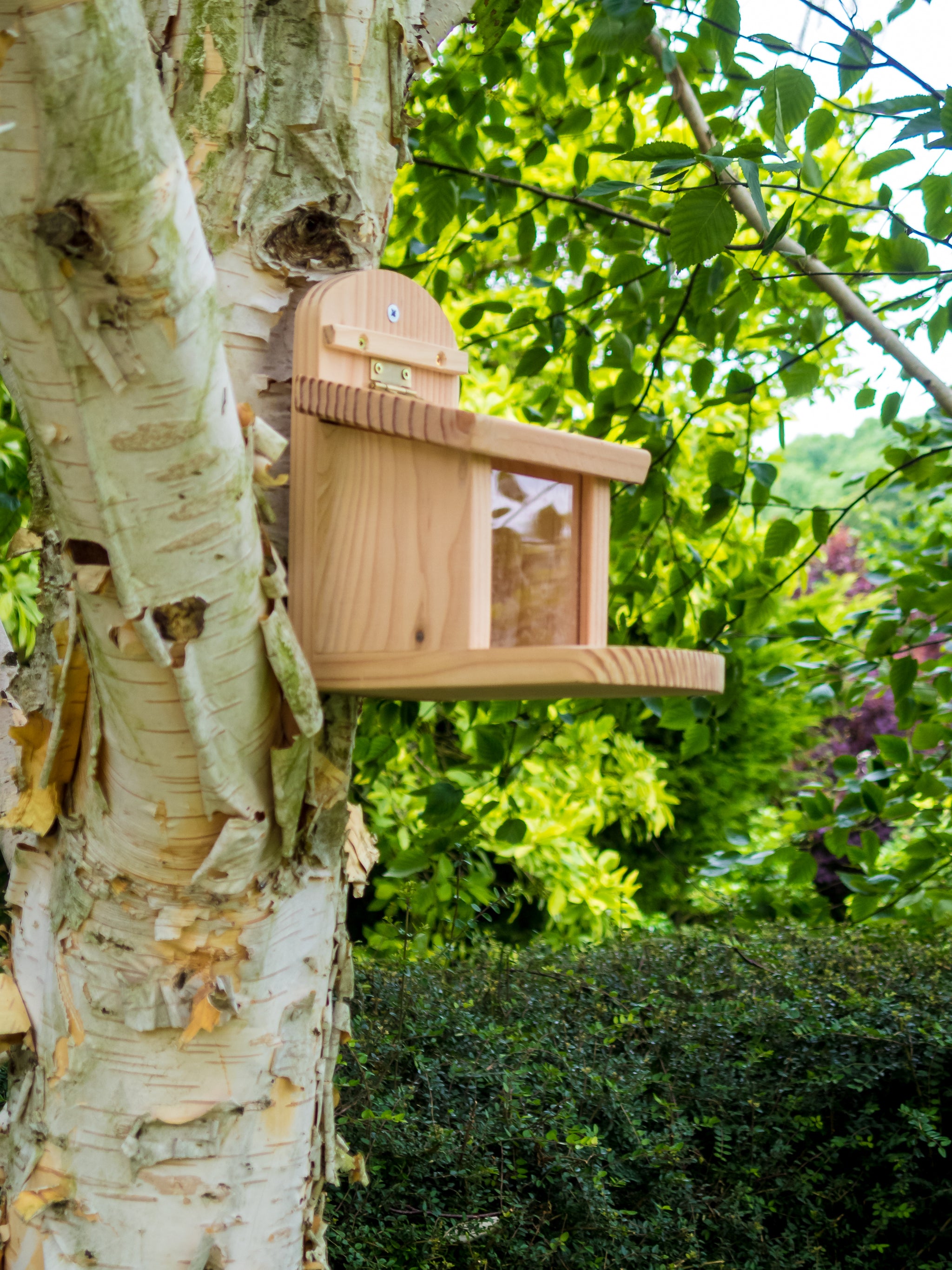 A Wildlife World Squirrel Feeder, crafted from FSC-certified timber, is mounted on a tree trunk in a garden. The tree has peeling bark, and the lush greenery in the background includes various plants and bushes. The feeder features a small overhanging roof and a hinged door.