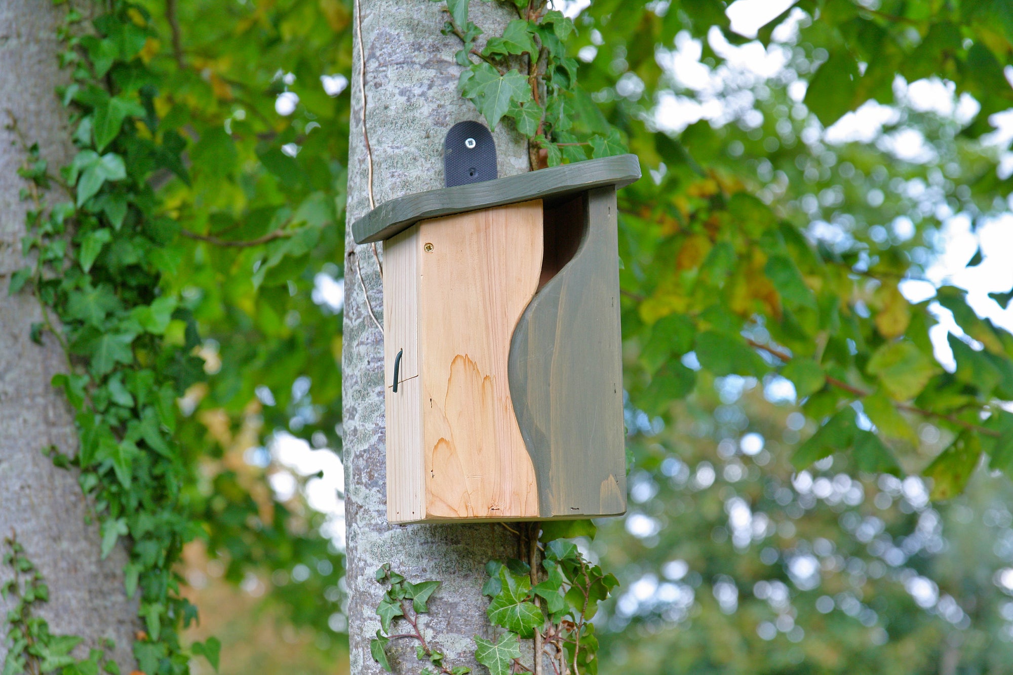 The Wildlife World Curve, Cavity Bird Nest Box by Simon King mounts on a tree trunk, mimicking a natural tree hollow with its curved design. Its natural wood finish is beautifully complemented by greenish paint accents. Green ivy climbs the tree and lush green foliage in the background creates an ideal habitat for small birds.
