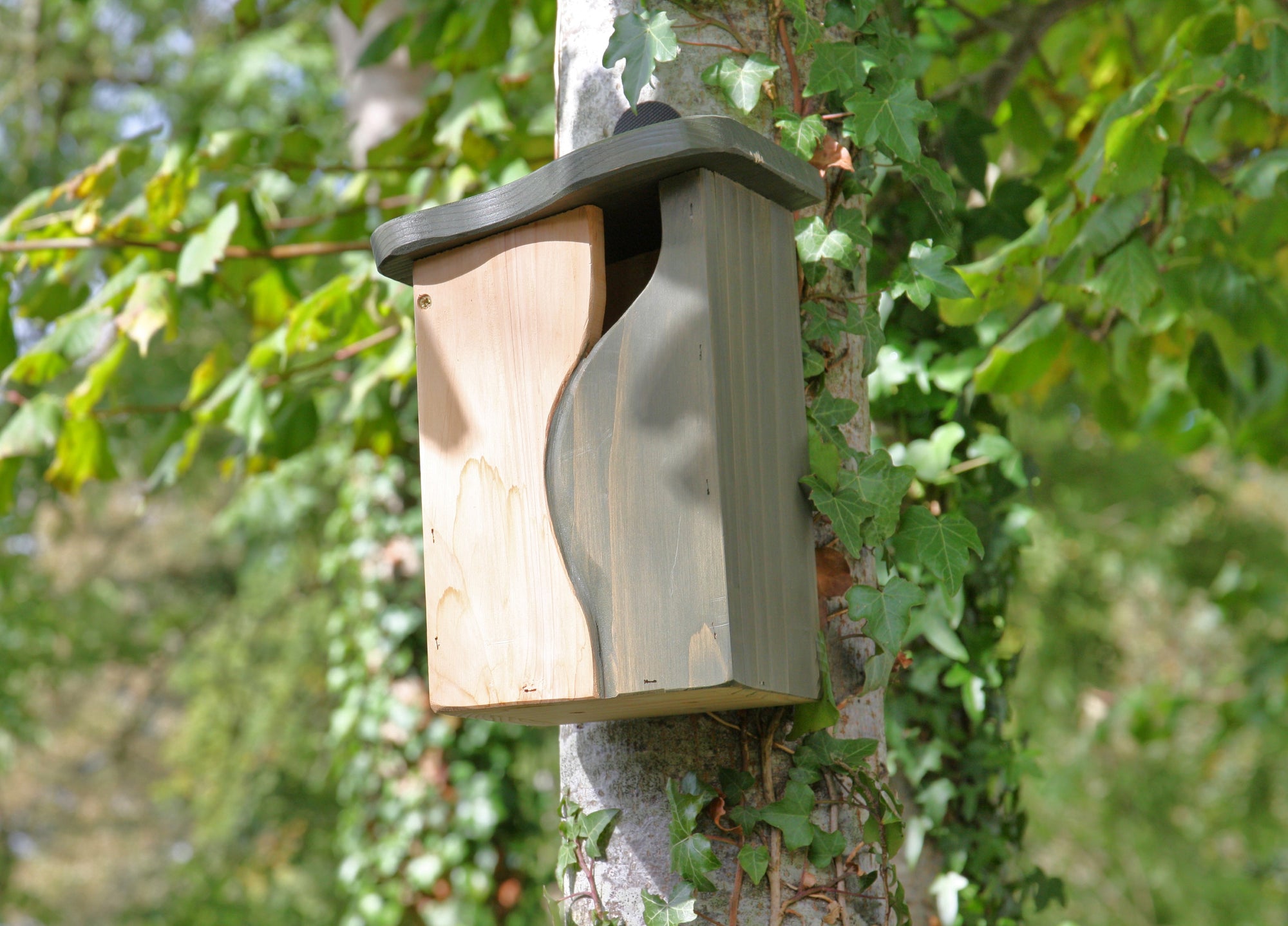 The Wildlife World Curve, Cavity Bird Nest Box by Simon King, featuring a distinctive curved design and painted in complementary shades of light and dark green, is mounted on the trunk of a tree. The trunk is partially draped with green ivy, and the background is teeming with lush green leaves, creating an ideal sanctuary for small birds.