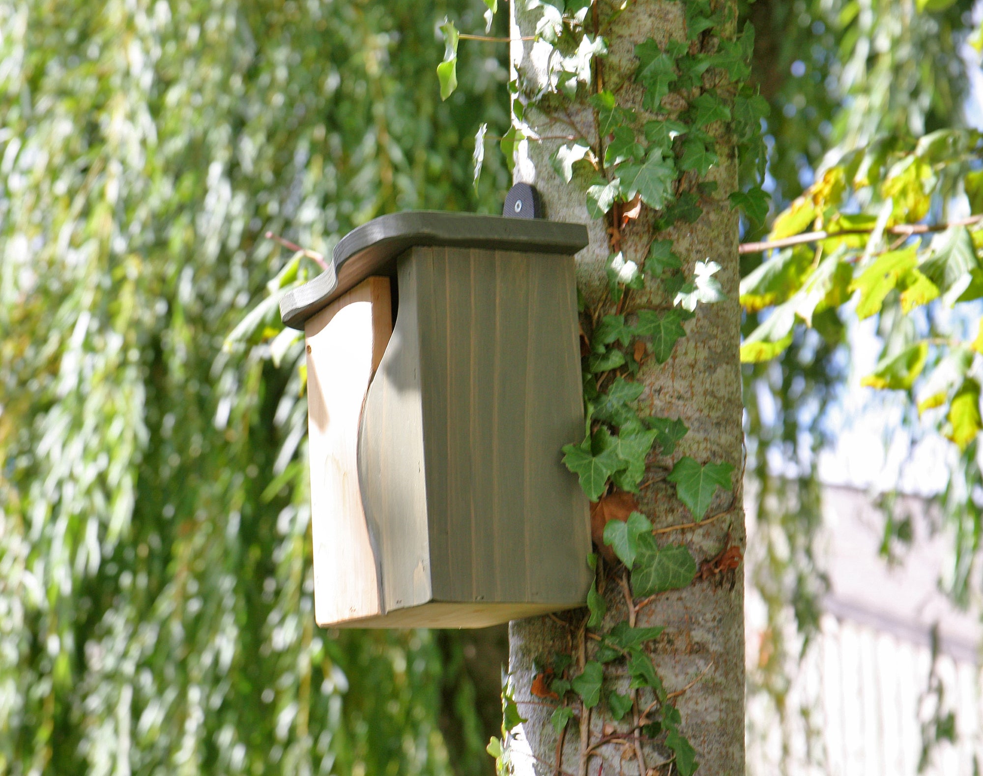 The Wildlife World Curve, Cavity Bird Nest Box by Simon King is a one-of-a-kind nest box made from green wood, mounted on an ivy-covered tree trunk to provide a cozy home for small birds. The backdrop features lush greenery with sunlight filtering through the leaves.