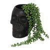 A Black Skull Plant Pot featuring a vibrant green trailing succulent cascading over its side. The lush foliage of the plant contrasts sharply with the dark, smooth surface of the skull, creating a striking visual effect ideal for those who adore spooky house plants.