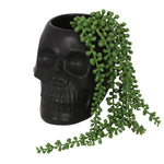 A Black Skull Plant Pot featuring a vibrant green trailing succulent cascading over its side. The lush foliage of the plant contrasts sharply with the dark, smooth surface of the skull, creating a striking visual effect ideal for those who adore spooky house plants.