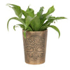 A green leafy plant in the Tree of Life Bronze Terracotta Plant Pot by Lisa Parker. The pot boasts an intricate embossed design of the Tree of Life on its exterior, adding an elegant touch to the planter. The lush green leaves contrast beautifully with the metallic bronze sheen of the pot, reminiscent of a fantasy artist masterpiece by Lisa Parker.