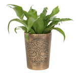 A green leafy plant in the Tree of Life Bronze Terracotta Plant Pot by Lisa Parker. The pot boasts an intricate embossed design of the Tree of Life on its exterior, adding an elegant touch to the planter. The lush green leaves contrast beautifully with the metallic bronze sheen of the pot, reminiscent of a fantasy artist masterpiece by Lisa Parker.