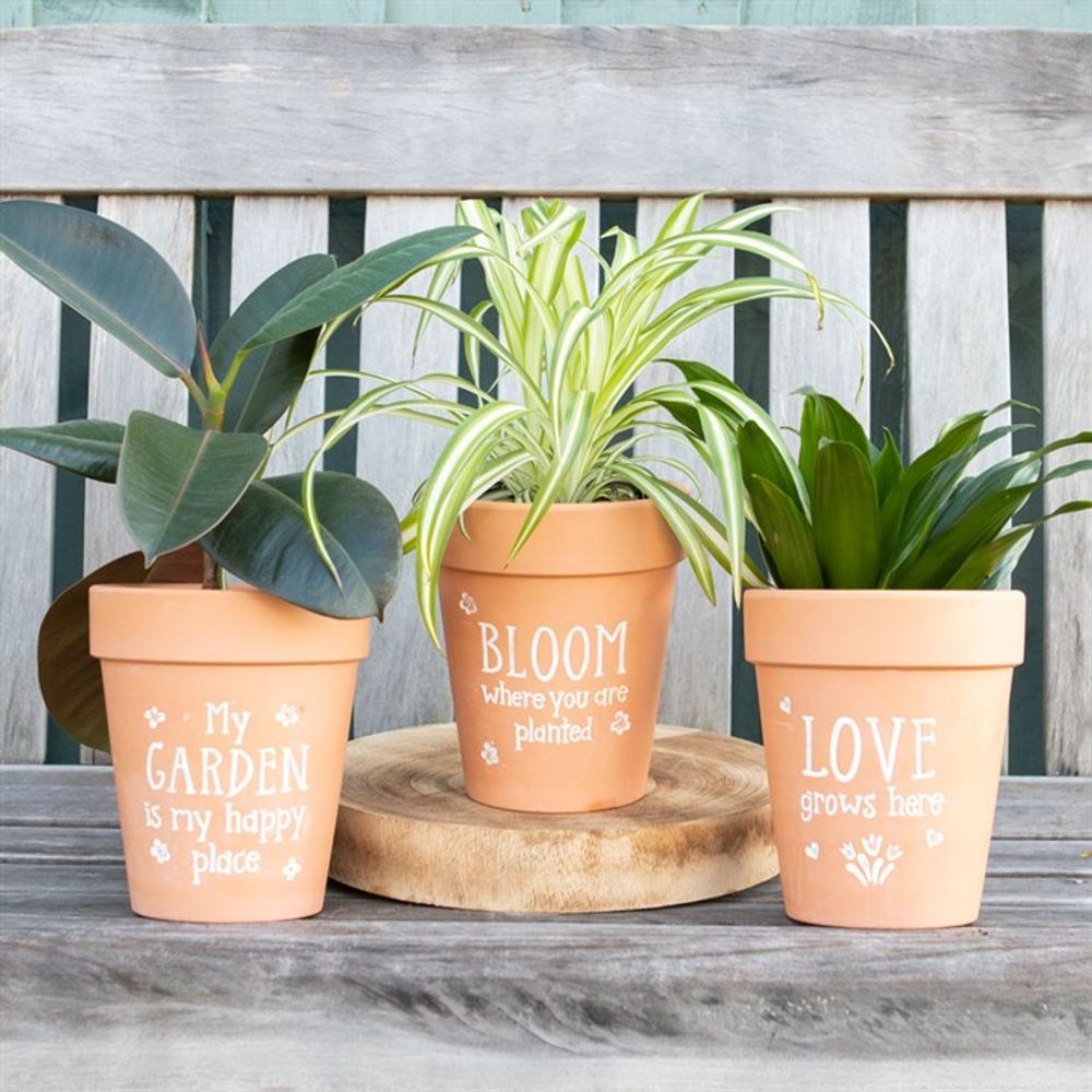 Three potted plants rest on a wooden bench, emphasizing floral details. The terracotta plant pots feature motivational quotes, including one that says "Bloom Where You Are Planted." Each unique plant contributes vibrant greenery to the rustic garden setting.