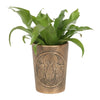 A green leafy plant is potted in the Moon Shadows Bronze Terracotta Plant Pot by Lisa Parker, featuring her artwork of three rabbits sitting under a crescent moon and a star, surrounded by grass.