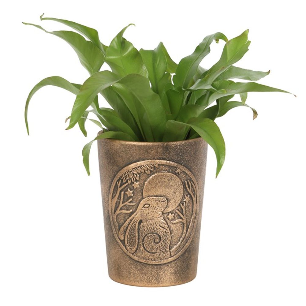 A green leafy plant with elongated leaves is potted in the Moon Gazing Hare Bronze Terracotta Plant Pot by Lisa Parker, which features an etched depiction of the Moon Gazing Hare sitting under a full moon, surrounded by trees.
