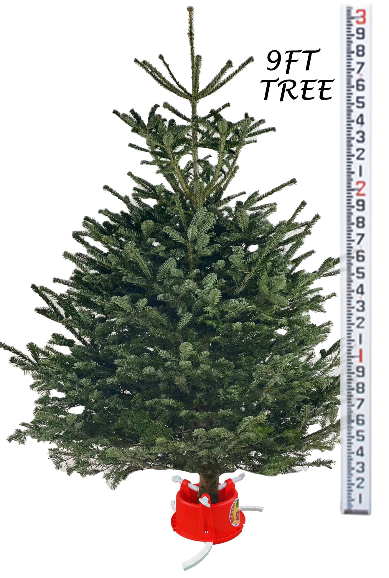An artificial Christmas tree in a festive red Bertie Christmas Tree Stand measures 9 feet tall. Positioned next to the tree is a white measuring tape with clear markings to indicate its height. The lush, green branches are ready for holiday decorating, and the text "9FT TREE" is written near the top.