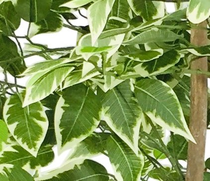 Close-up of the Artificial Ficus Tree With Variegation Leaves 150cm: green leaves with white edges and dark centers stand out, creating a realistic appearance against a blurred backdrop.