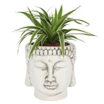 A lush green spider plant flourishes in a White Terracotta Buddha Head Planter, set against a plain white background.