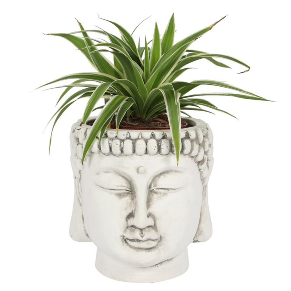 A lush green spider plant flourishes in a White Terracotta Buddha Head Planter, set against a plain white background.