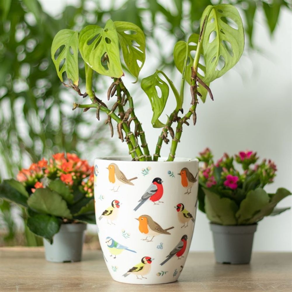 The British Garden Birds Ceramic Plant Pot holds a Monstera adansonii, noted for its fenestrated leaves. Ideal as a gardener's gift, it sits on a table with two small flowering pots in the background, surrounded by lush foliage.