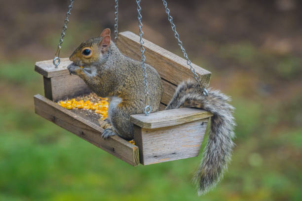 Wildlife Feeders