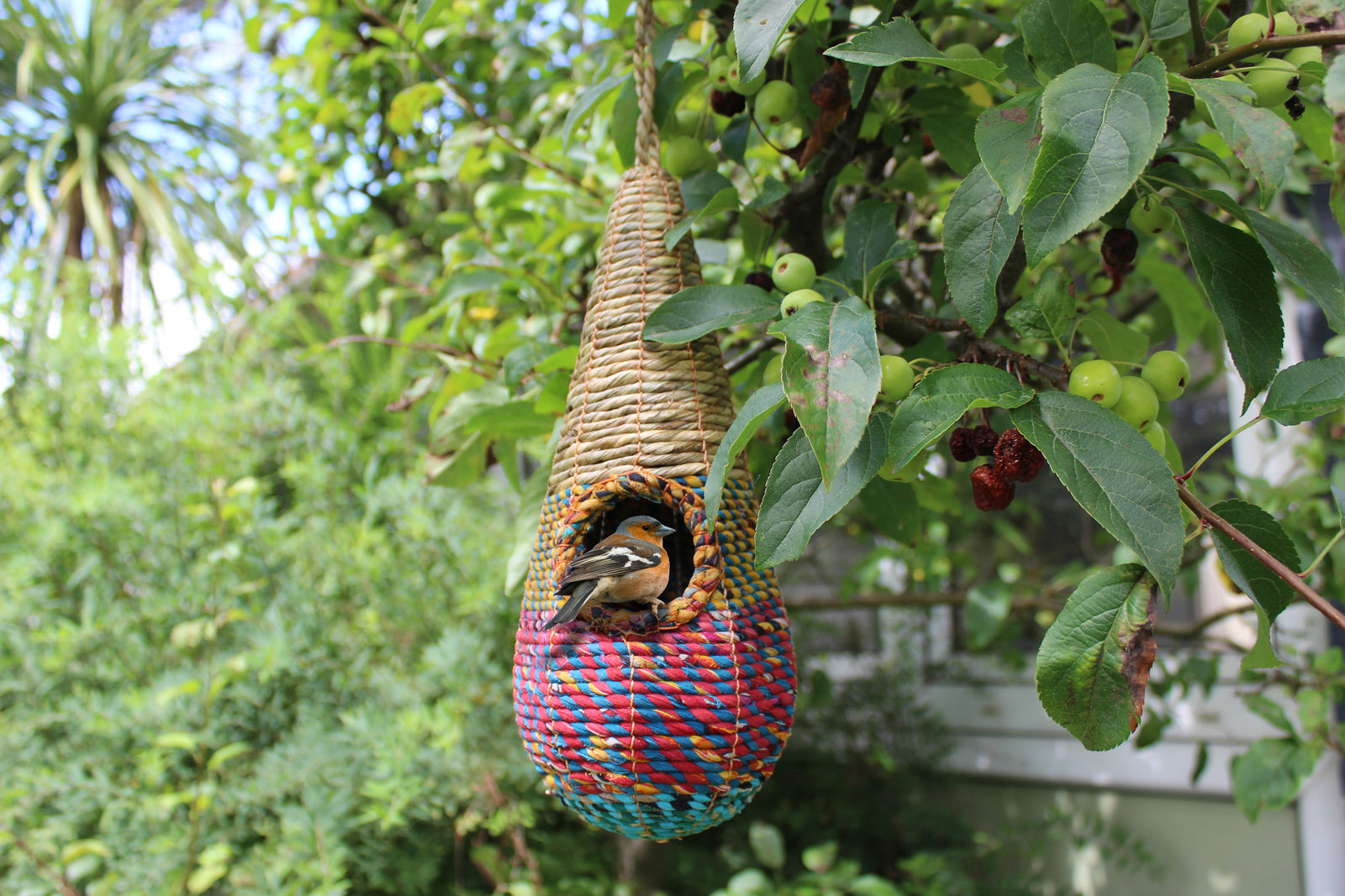 A small bird sits at the opening of a colorful, woven Wildlife World Tahera Artisan Wild Bird Nester - Elegant Fair Trade Teardrop Design. The birdhouse, crafted from rope and designed in a teardrop shape, hangs from a leafy branch with small, unripe fruits. In the background, lush greenery and another tree are visible.