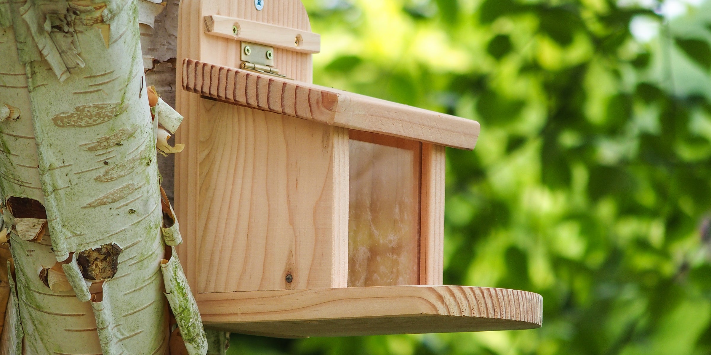 A Wildlife World Squirrel Feeder, crafted from FSC-certified timber, is attached to the trunk of a birch tree. The background features lush green foliage, suggesting a natural environment. The feeder has a simple, rustic design with a sloped roof and a small platform.