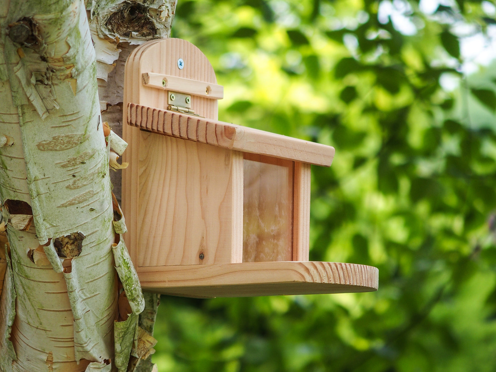 A Wildlife World Squirrel Feeder, crafted from FSC-certified timber, is attached to the trunk of a birch tree. The background features lush green foliage, suggesting a natural environment. The feeder has a simple, rustic design with a sloped roof and a small platform.