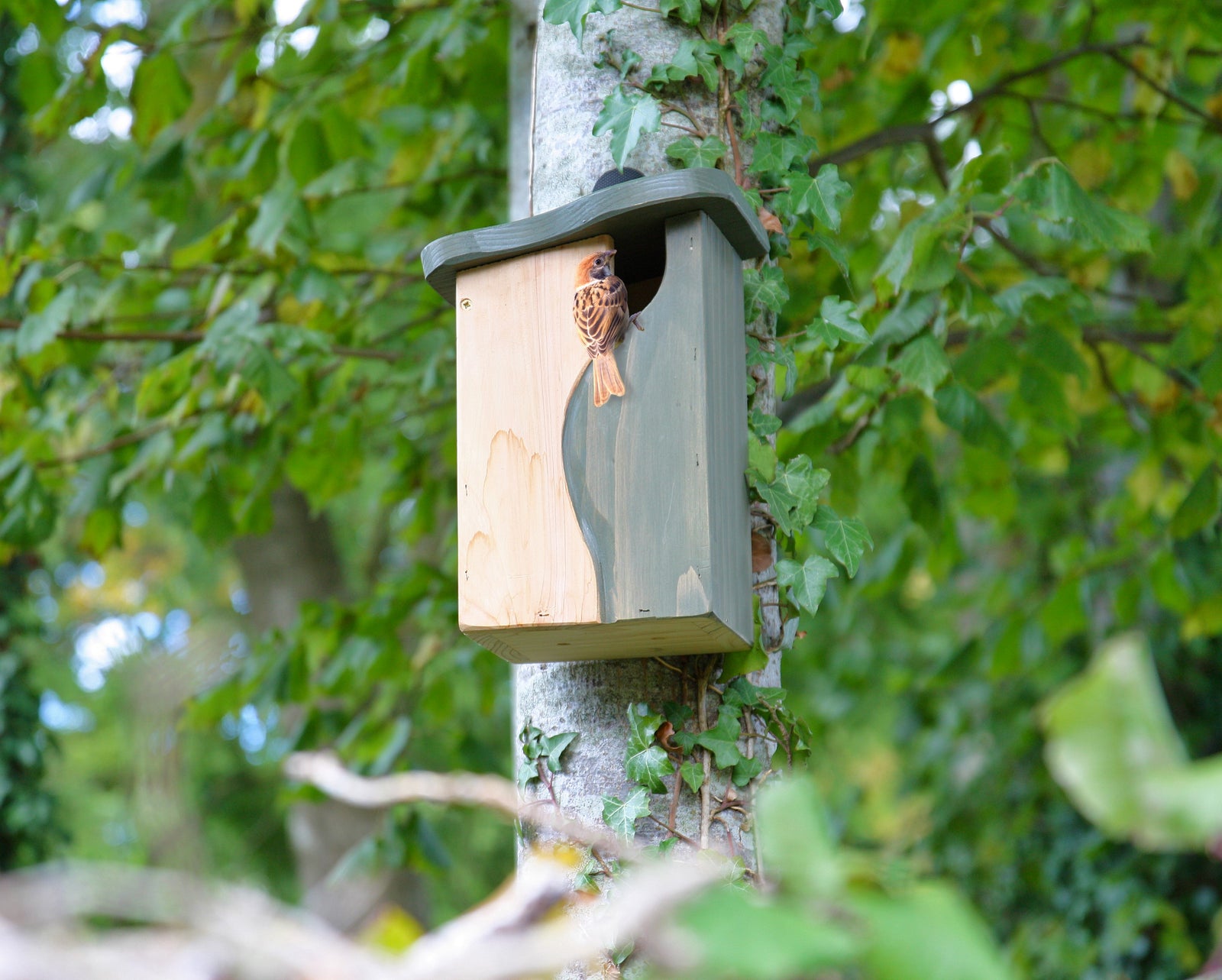 A Wildlife World Curve, Cavity Bird Nest Box by Simon King is securely mounted on a tree with green leaves in the background. A small bird perches at the entrance of the nest box, partially inside and partially outside. The setting is a lush, leafy area.