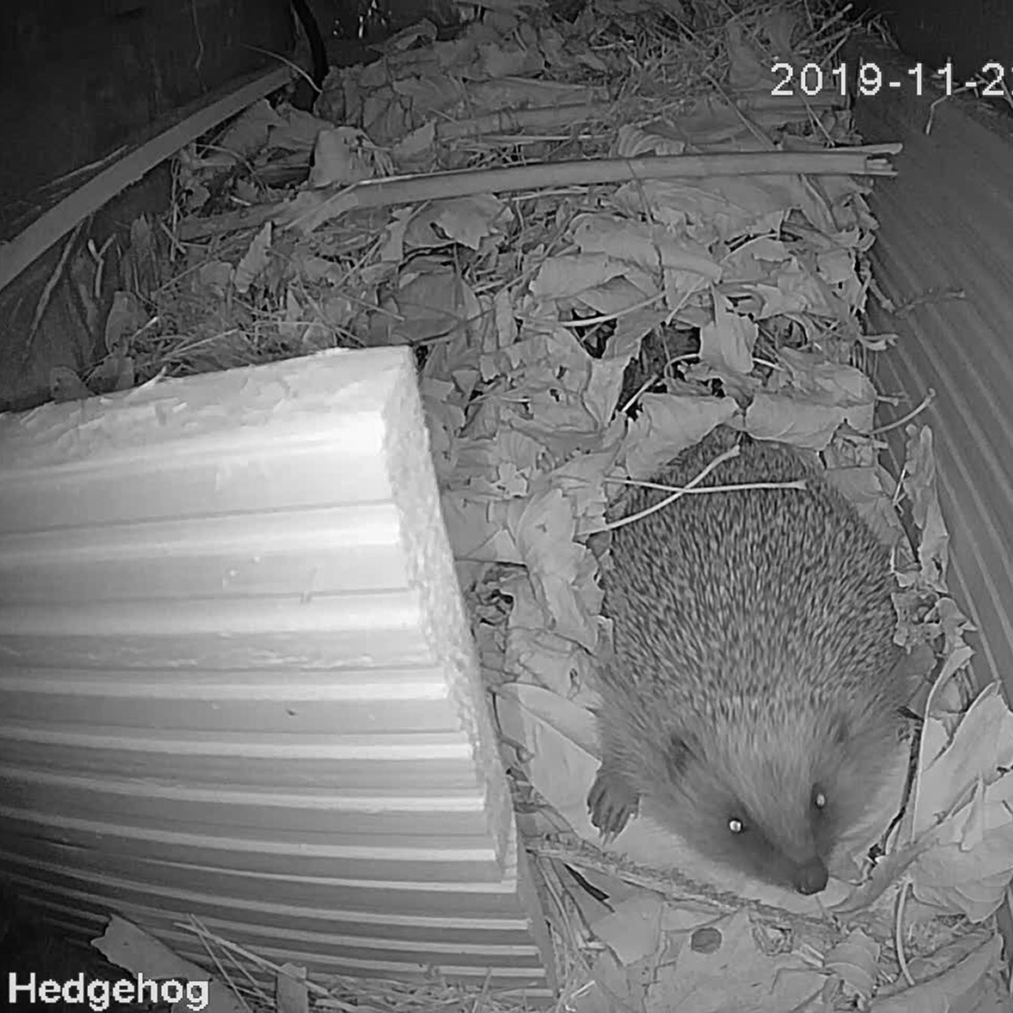 WiFi Hedgehog Box HD Camera Pack