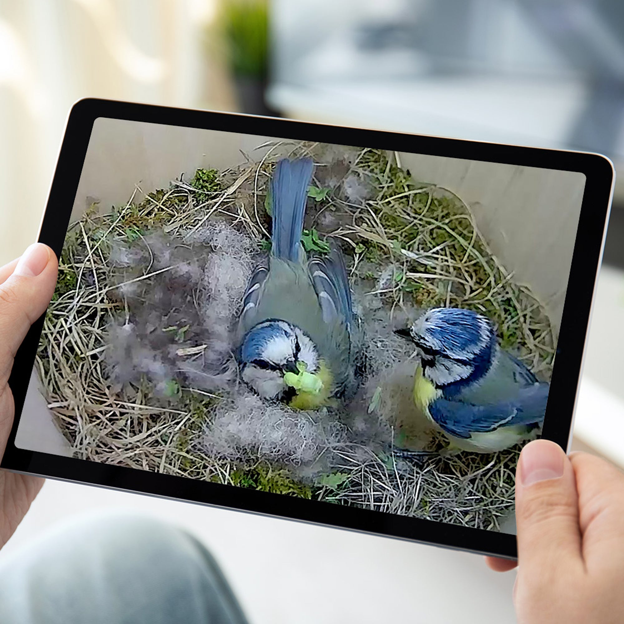 WiFi Bird Box HD Camera Complete Pack