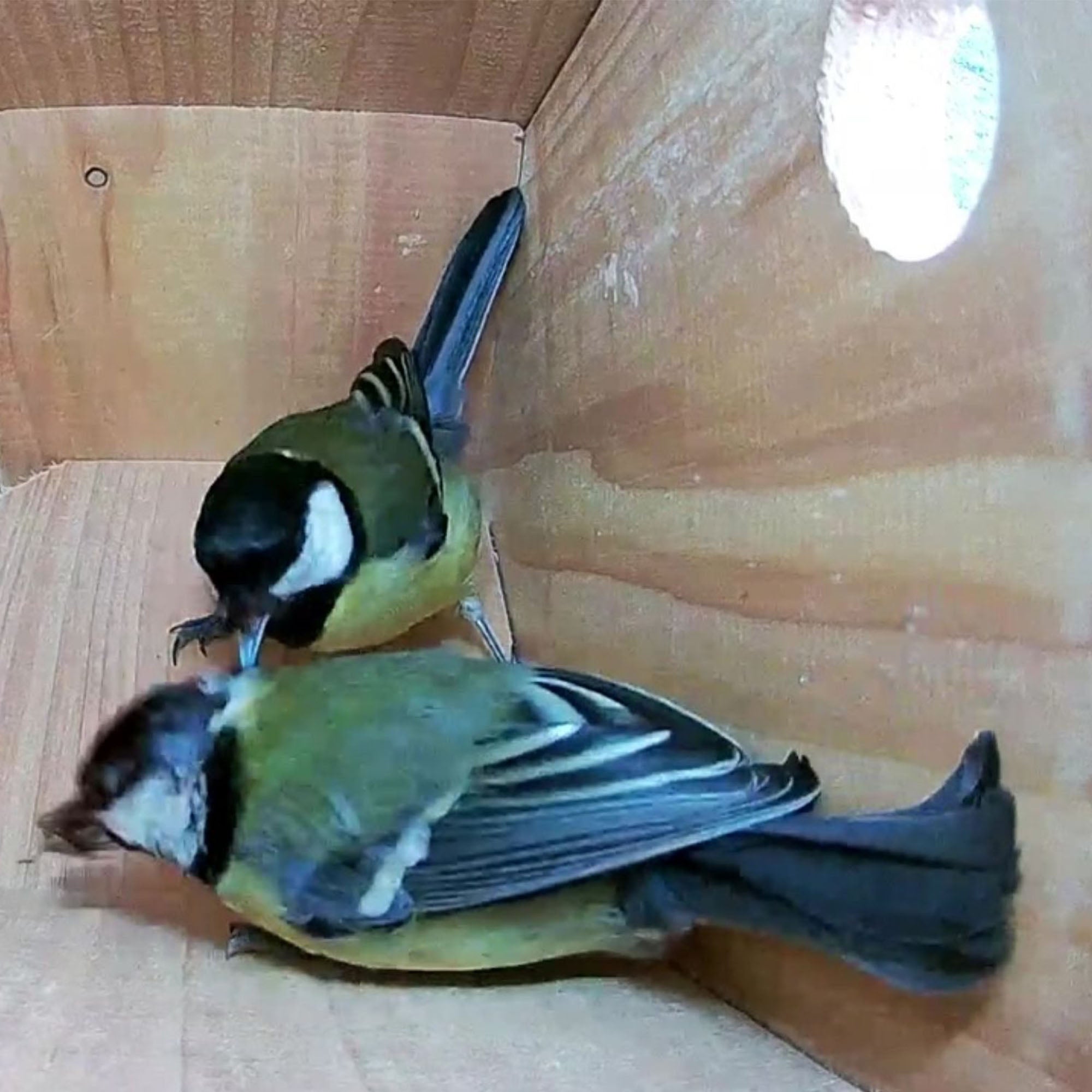 WiFi Side View Bird Box Starter Pack