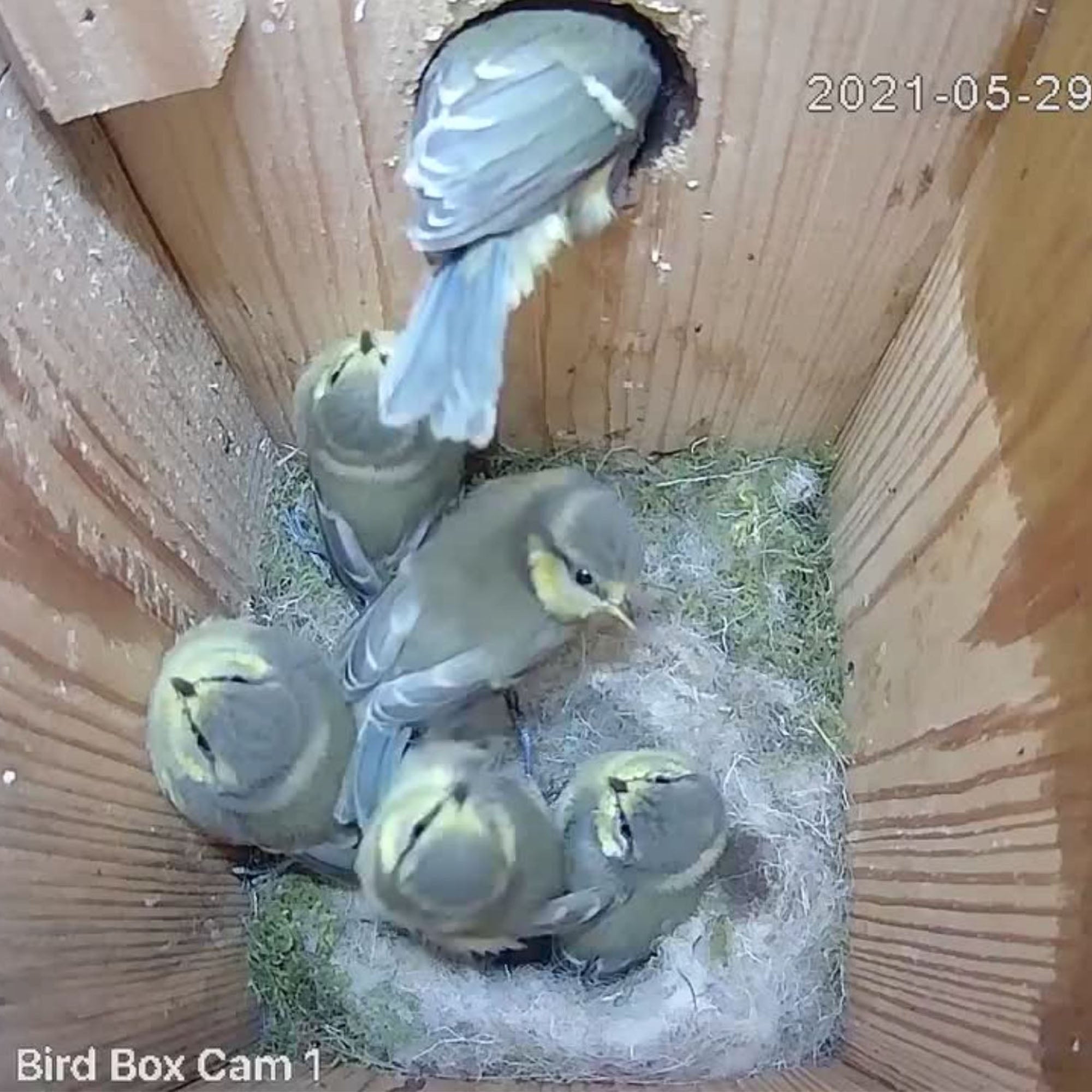 Wired Network Bird Box & Wildlife HD Camera (2nd Gen)