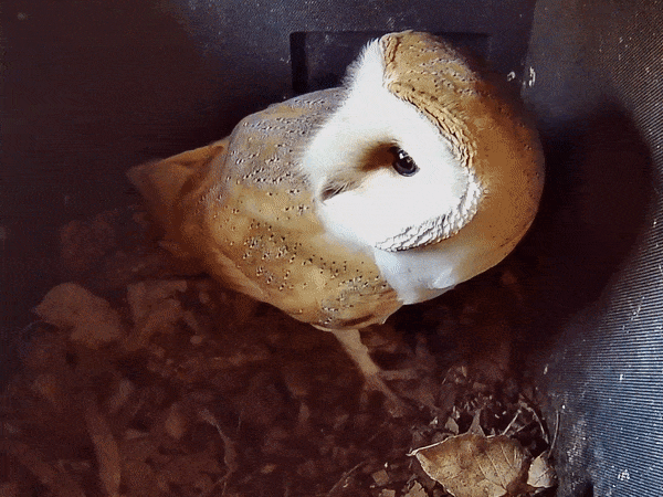 Wired Network Bird Box HD Camera Starter Pack (2nd Gen)