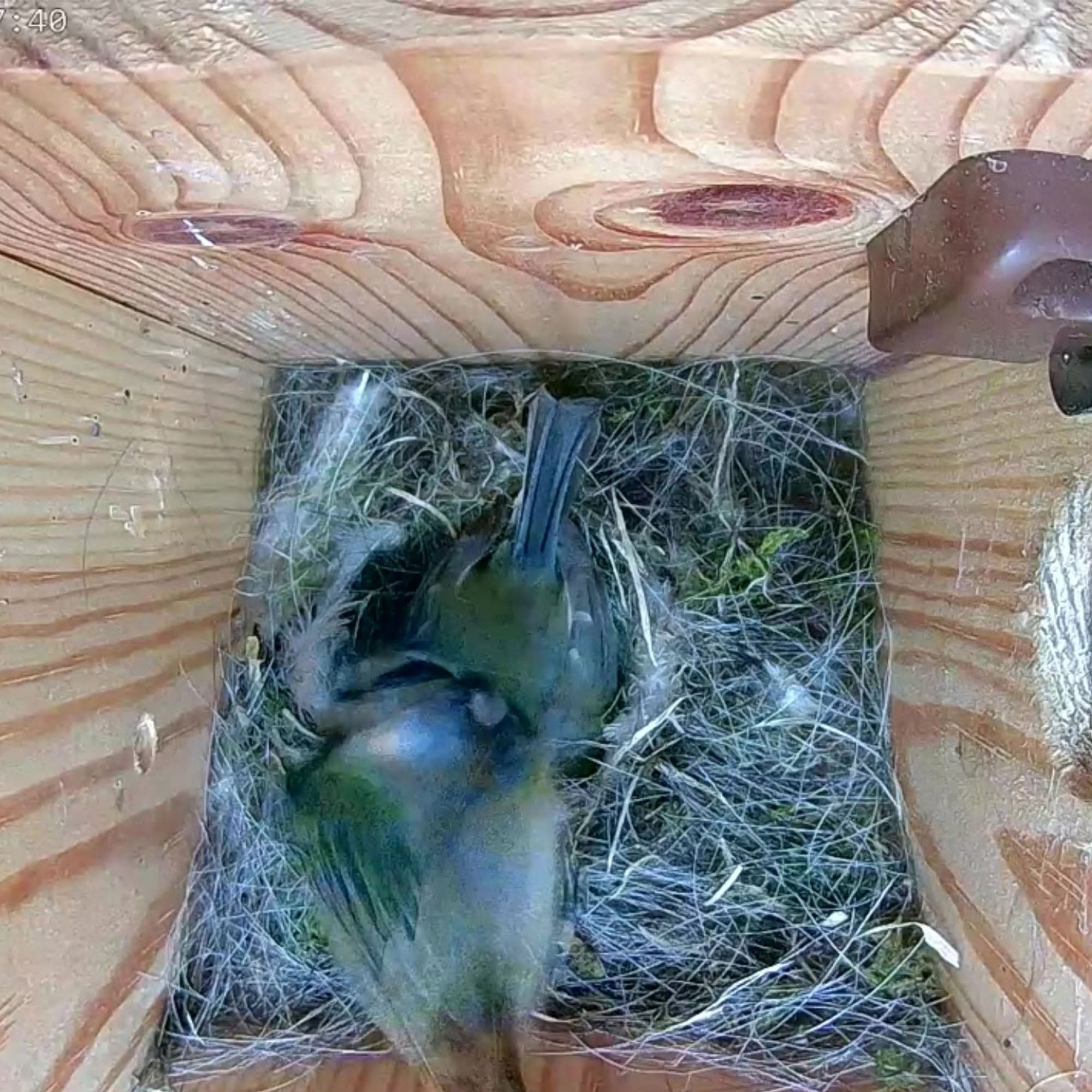 Wired Network Bird Box & Wildlife HD Camera PoE Version