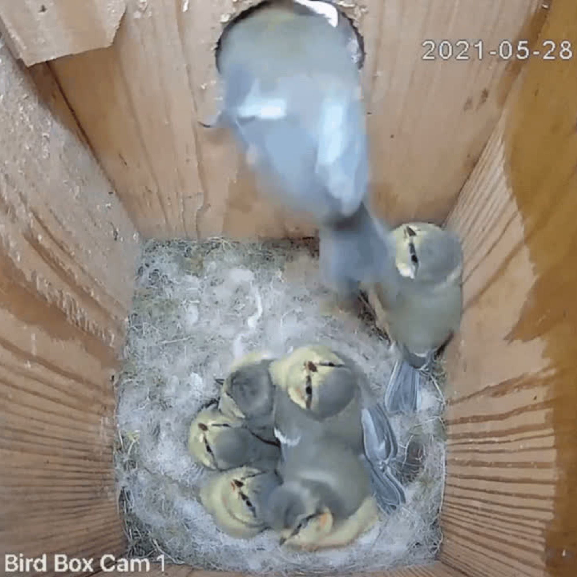 Solar Powered WiFi Bird Box & Wildlife HD Camera