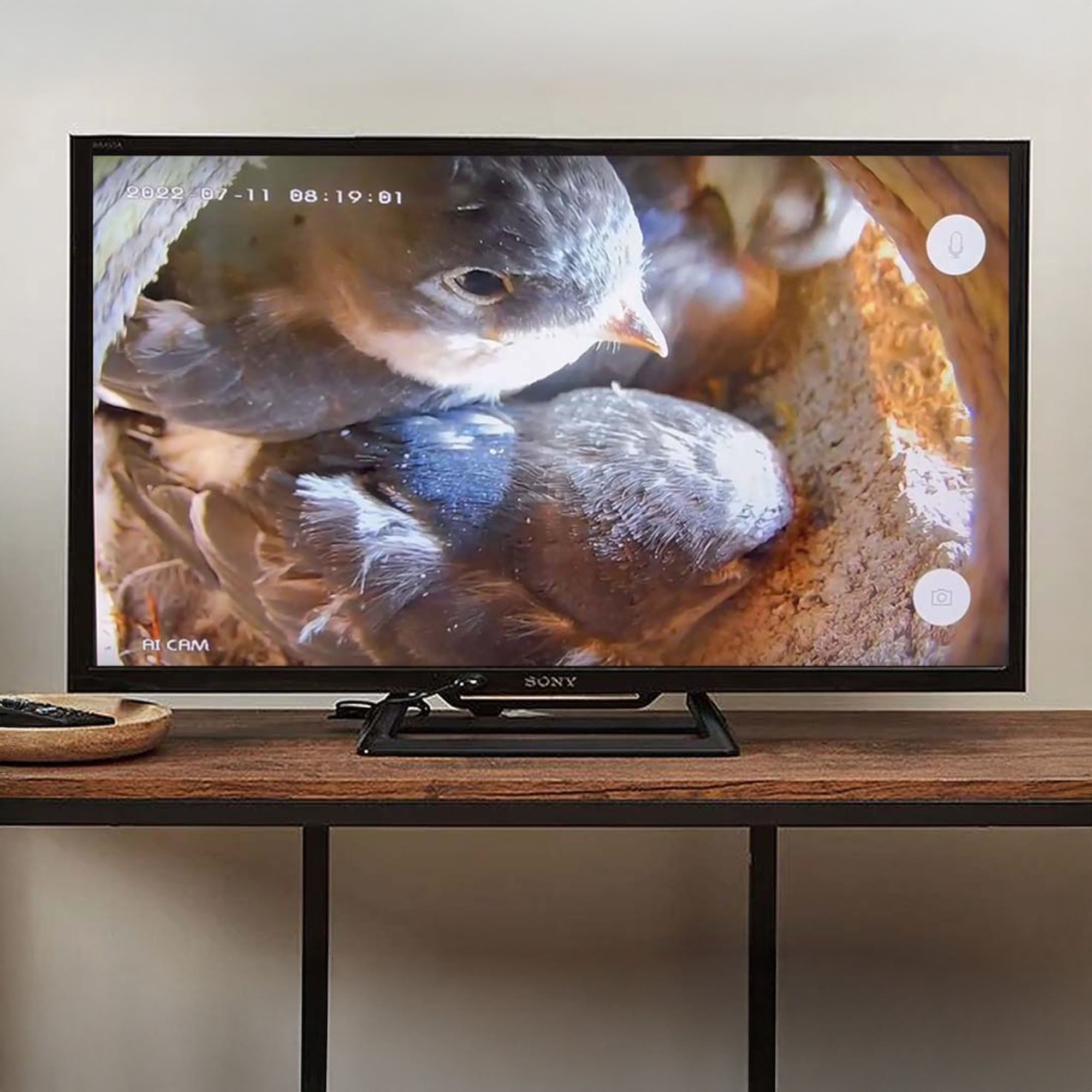 TV Connection Bird Box & Wildlife Camera with HDMI Adapter